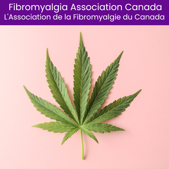 cannabis-and-daily-outcomes-in-chronic-pain Cannabis and Daily Outcomes in Chronic Pain